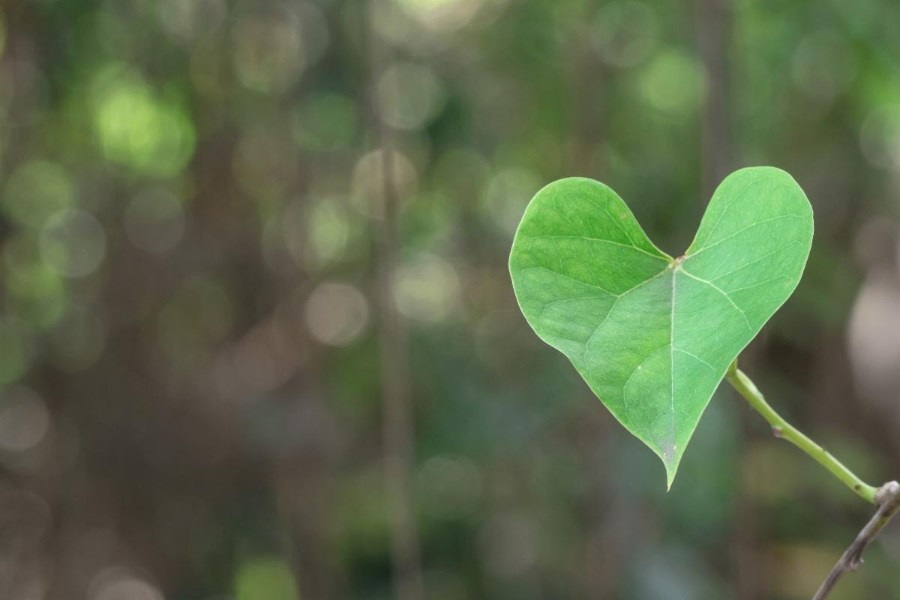 HIKING IN HARMONY - BRUCE TRAIL DAY-  FREE EVENT at Dufferin Hi-Land Club near Mono Cliffs Provincial Park